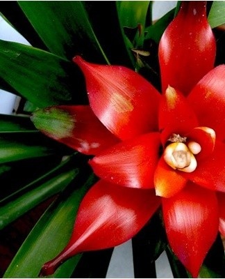 Poor soil composition leads to a violation of the growth and flowering of indoor guzmania.
