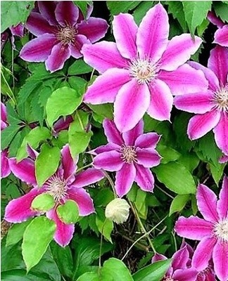 Rules for planting and caring for clematis in the open field for beginners