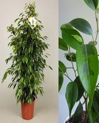 This plant has small leaves and a gray-green hue.