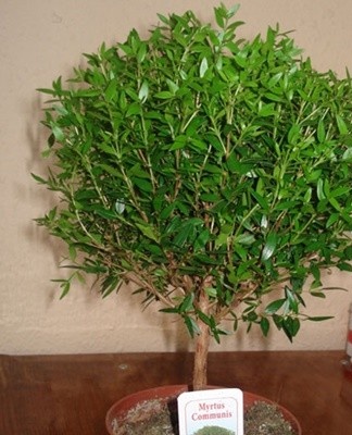 It is important to remember the sense of proportion so as not to harm the bush.