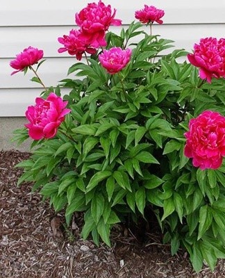 Spring feeding of peonies has a positive effect on the condition of the roots and the future formation of buds.