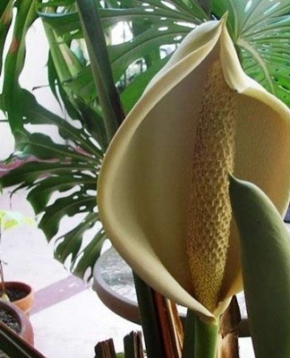 It is more difficult to find quality seeds from which to grow healthy shrubs.