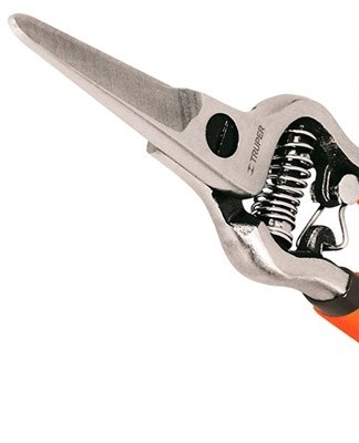 The stems are cut off after digging the bushes with a sharp pruner.