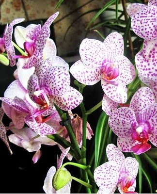 The Phalaenopsis orchid is a thermophilic culture that needs regular maintenance.