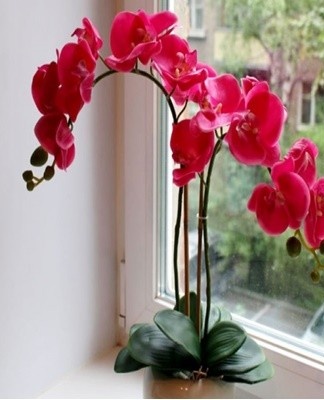 This is the main factor in the care of orchids, which ensures normal flowering.