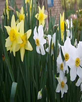 To protect against pests, the bulbs are soaked in hot water at +43 degrees.