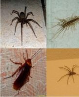 Where do insects come from in the apartment and how to get rid of them, means and methods of struggle