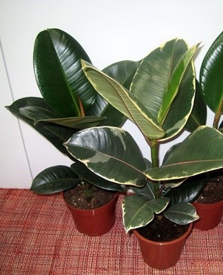 In order to achieve tangible results in the cultivation of ficus, it is worth carrying out planting work competently.