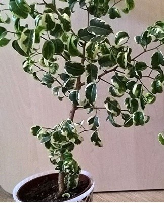 If the leaves fall in autumn and winter, this may be a natural stage in the development of the plant.