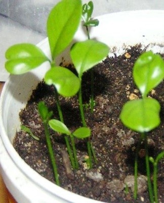 It is recommended to use a spray gun to moisten the floor.