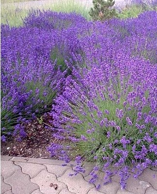 To preserve lavender bushes for the winter, cover them carefully.