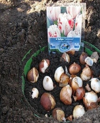 For planting, you need to take a deep, free container, completely cover it with soil and plant the seeds.