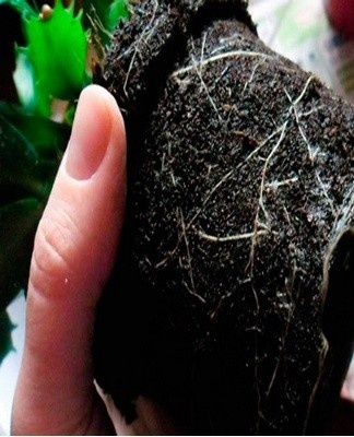 For transplanting, you do not need to take a wide and deep pot, as this will provoke the growth of the root system to the detriment of flowering.