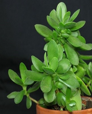 Caring for the money tree at home, reproduction and transplantation