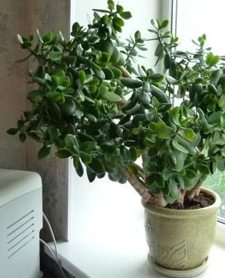 From the end of autumn to the end of winter, the fat woman should benefit from a lower temperature, up to 16 degrees.