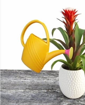 Guzmania, being a typical tropical inhabitant, does not tolerate cold hard water,