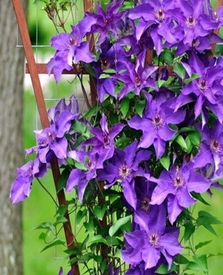 to remove the buds that form in the first year - this helps to strengthen and grow the roots