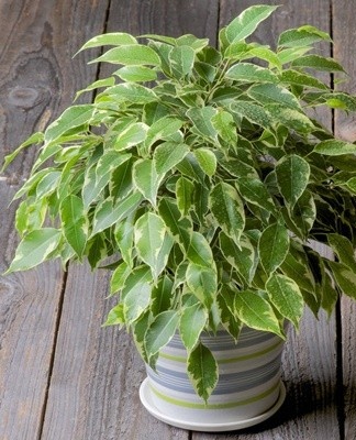 For normal development, ficuses need minerals.