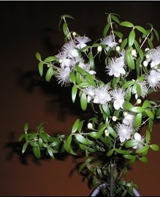 To achieve lush flowering, the myrtle should be placed on the south side.