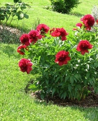 In late autumn - late October or early November, peonies are pruned before wintering.