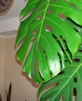 If you take good care of the monster, there will be no problems.