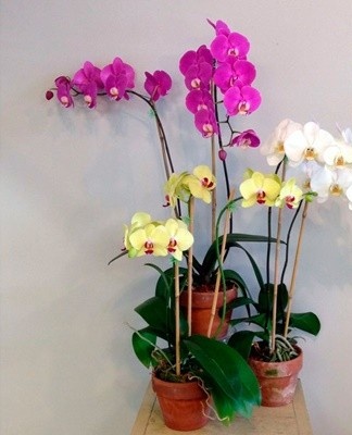 After the plant wilts, it is left to rest.