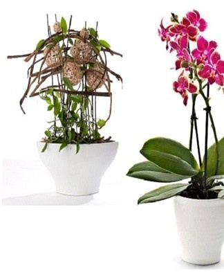 The plant should be fertilized exclusively during growth.