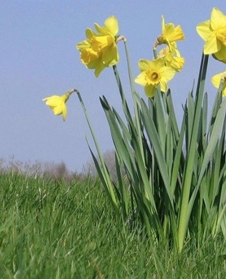 The last time is late September, after the buds wilt and the leaves turn yellow.