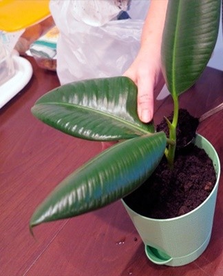  For ficus, ready-made soil is quite suitable, which can be purchased at a flower shop.