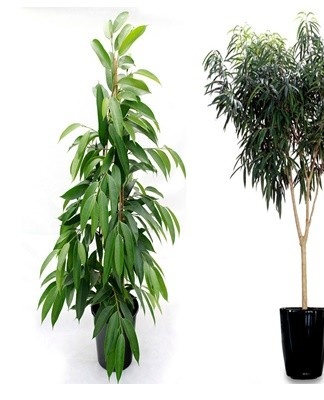 With the wrong temperature regime or sharp fluctuations in indicators, the appearance of the culture deteriorates significantly.