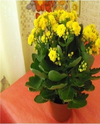 A plant bought in a store can be of poor quality, sick.