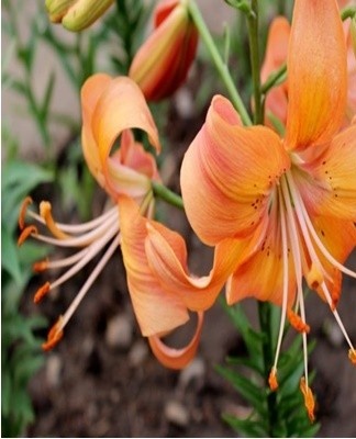The best food for lilies is a balanced liquid complex.