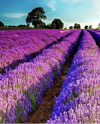 Today, many varieties of lavender are known, each of which has certain characteristics.