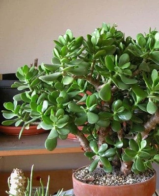 In order for the money tree to have an attractive decorative appearance, pruning should be done at a young age.