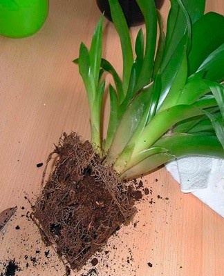 The easiest and fastest way is to plant guzmania using shoots.