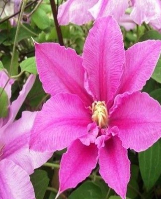 Clematis are considered heat-loving plants, so they need shelter for the winter.