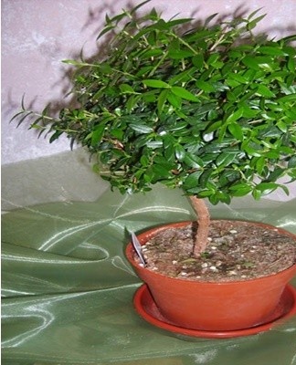 If the leaves dry out and crumble in winter, you can suspect an increased dryness of air and temperature.