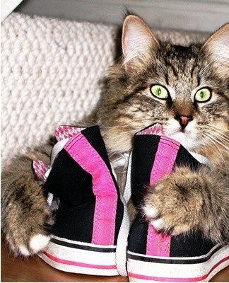 If your pet shits in the wrong place for no apparent reason, it may be due to an illness.