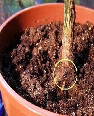 Pathology causes damage to the roots, which leads to leaf drop.