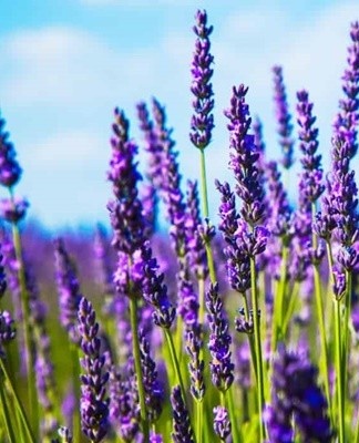 This lavender is also called Dutch lavender. This category includes very decorative hybrids.