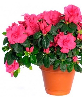 Azalea has many varieties, which differ in growth zone, appearance, color and shape of buds.