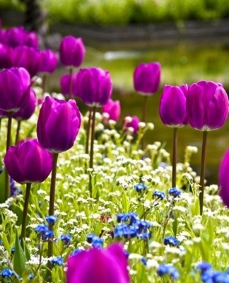 Tulips are frost-resistant crops, but they may not survive severe cold, so it is better to prepare the beds for winter.