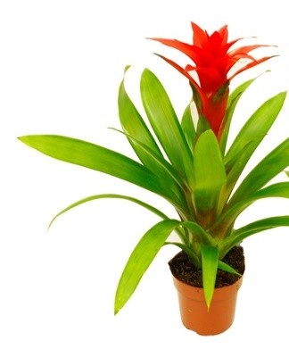 In six months, the seedlings will become stronger and will be ready for a new transplant.