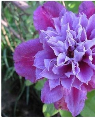 It is recommended to sprinkle it on the branches with soil.