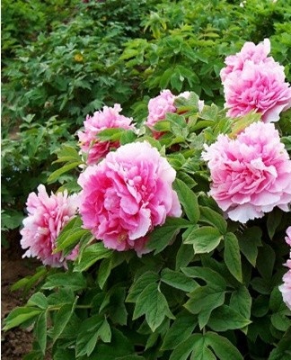 Planting and care of peonies in the open field, reproduction and cultivation