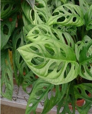  A characteristic feature of this species is elliptical perforated leaves.