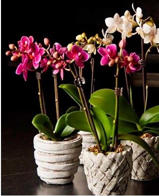 Before watering a crop, you need to look at its leaves.