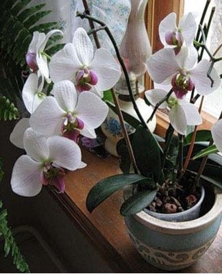 The plant should be transplanted into a new pot after 2-3 years.