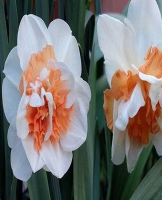 When storing bulbs, it is important to regularly check their appearance.