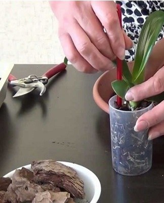 To ensure the active development of the flower, you need to cut off the leaf with a small part of the stem.